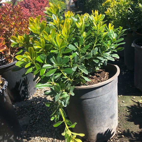 Tropical plantas - Picture 1 of 8